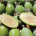 Feijoa: owoc tropikalny